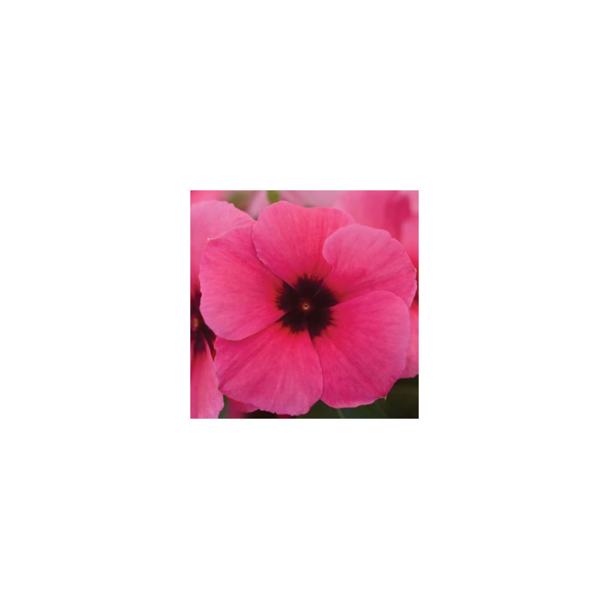 Katarant Tatoo Raspberry - Catharanthus roseus - predaj semien - 30 ks