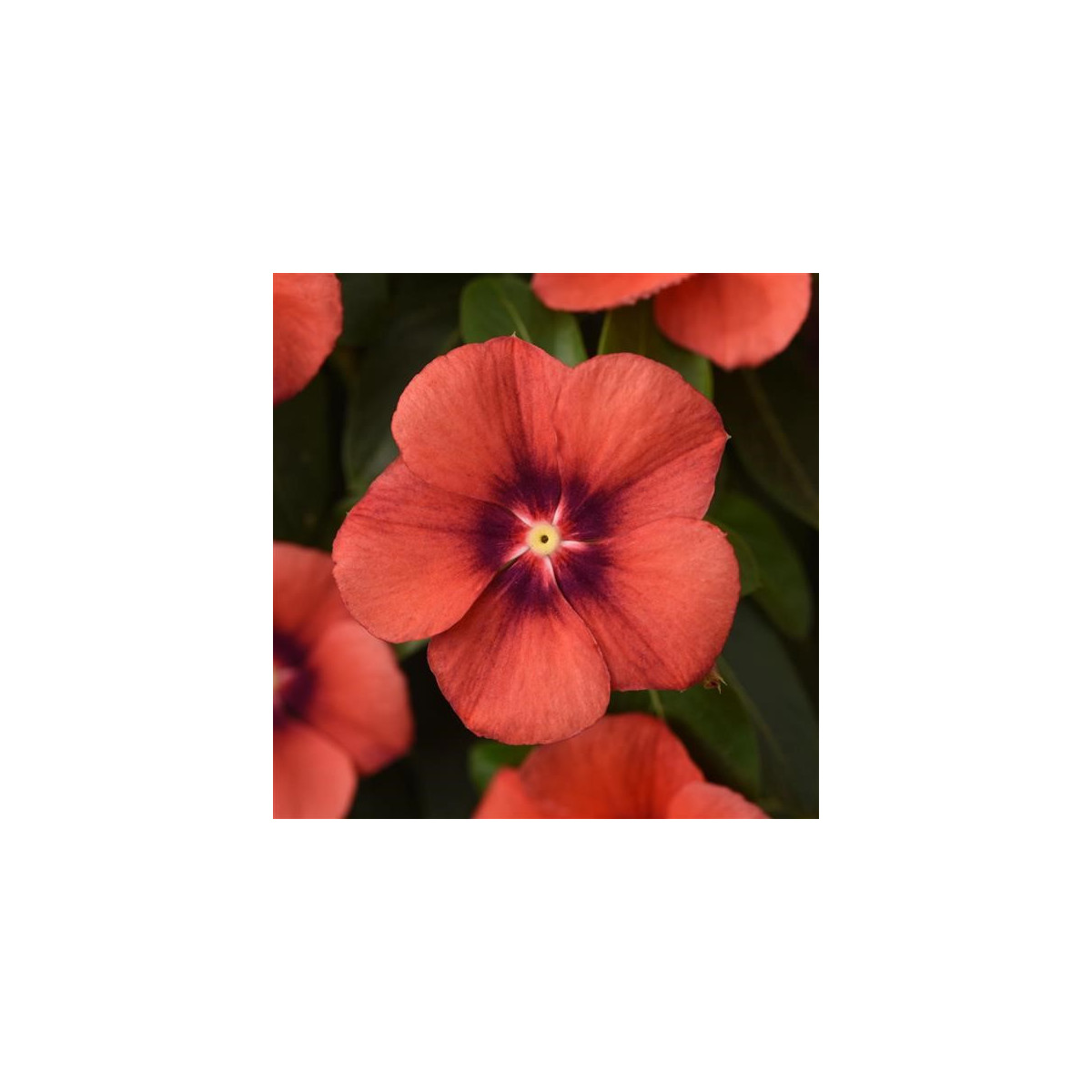 Katarant Tatoo Tangerine - Catharanthus roseus - predaj semien - 30 ks