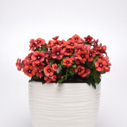 Katarant Tatoo Tangerine - Catharanthus roseus - predaj semien - 30 ks