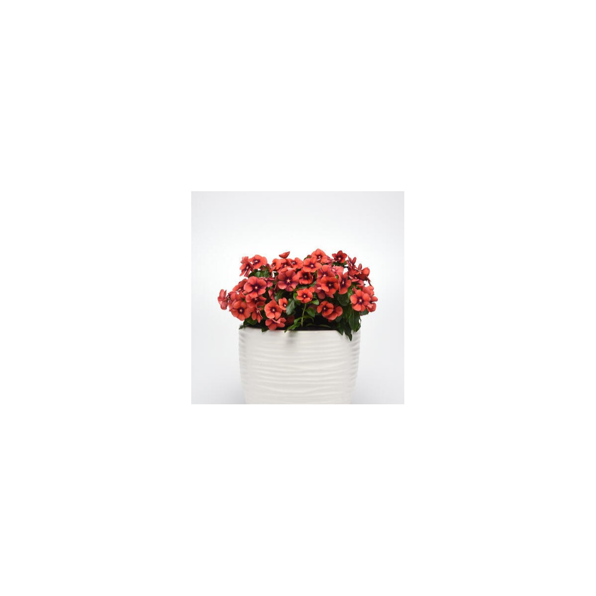 Katarant Tatoo Tangerine - Catharanthus roseus - predaj semien - 30 ks