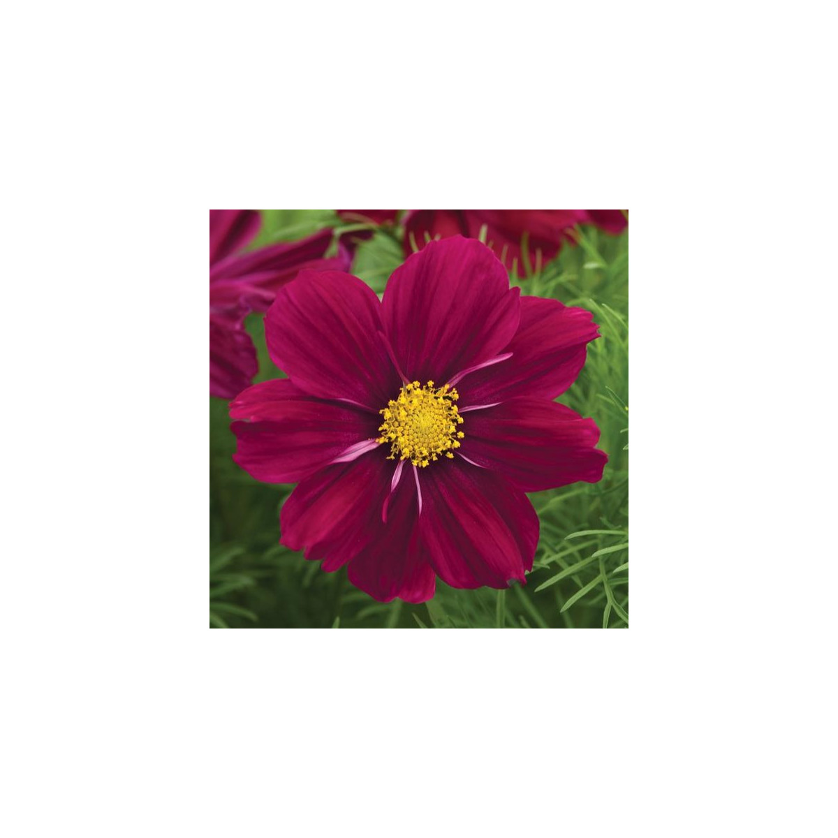 Krasuľka Sonata Purple Shades - Cosmos bipinnatus - predaj semien - 15 ks