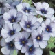 Plamienka Dolly F1 Sky Blue - Phlox drummondii - predaj semien - 50 ks