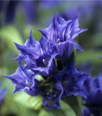 Horec luskáčovitý - Gentiana asclepiadea - semiačka - 10 ks