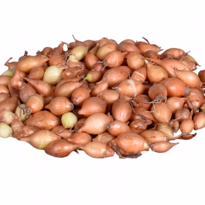 Cibuľa sadzačka žltá Hercules - Allium Cepa - predaj cibule - 500 g