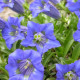 Horec úzkolistý - Gentiana angustifolia - semiačka - 8 ks