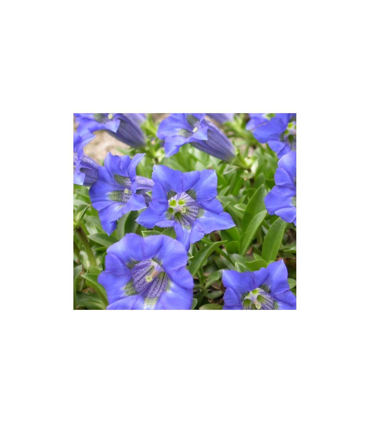 Horec úzkolistý - Gentiana angustifolia - semiačka - 8 ks