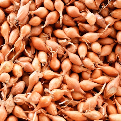 Cibuľa sadzačka Corrado F1 - Allium cepa - predaj cibuliek - 500 g