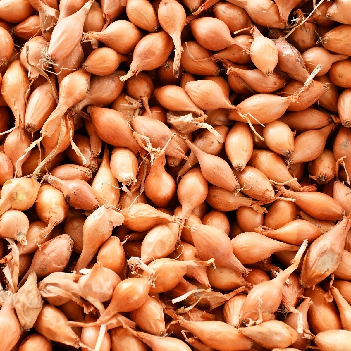 Cibuľa sadzačka Corrado F1 - Allium cepa - predaj cibuliek - 500 g