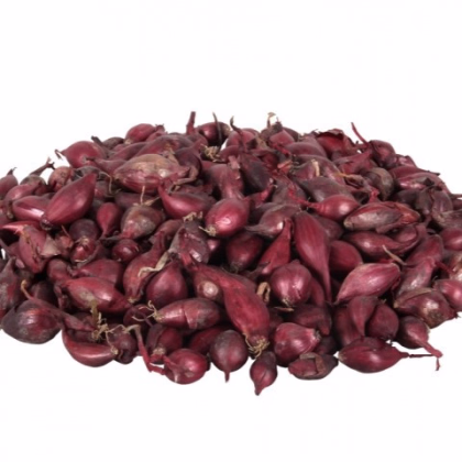 Cibuľa sadzačka Rómy - Allium cepa - predaj cibuliek - 250 g