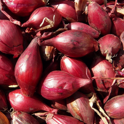 Cibuľa sadzačka Romy - Allium cepa - predaj cibuliek - 250 g