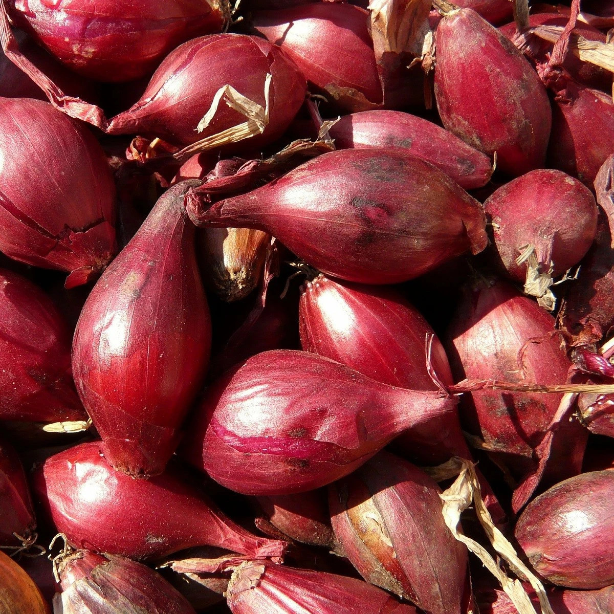 Cibuľa sadzačka Romy - Allium cepa - predaj cibuliek - 250 g