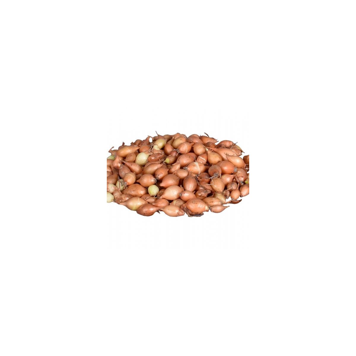 Cibuľa sadzačka žltá Hercules - Allium Cepa - predaj cibuliek - 250 g