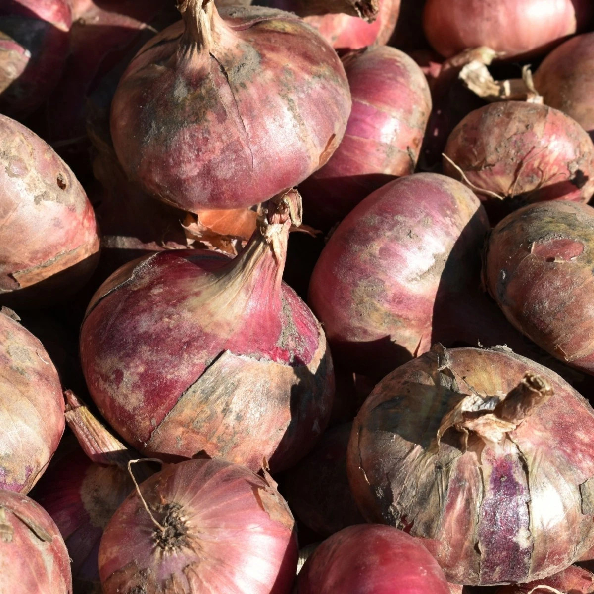 Cibuľa sadzačka Rosanna - Allium cepa - predaj cibuliek - 250 g