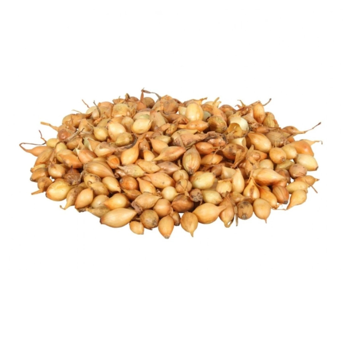 Cibuľa sadzačka Sturon - Allium cepa - predaj cibuliek - 250 g