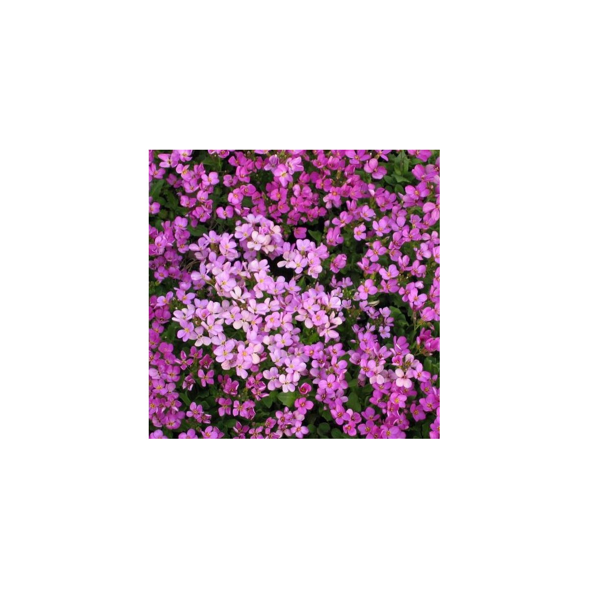 Arábka ružová - Arabis arendsii - predaj semien - 0,03 g