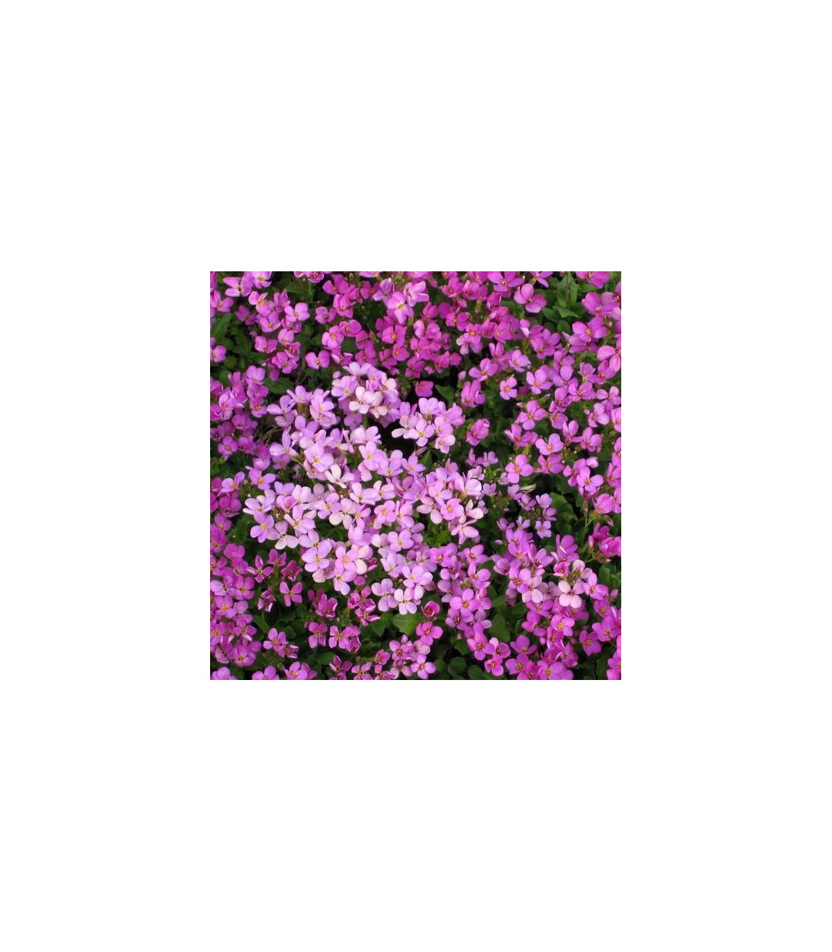 Arábka ružová - Arabis arendsii - semiačka - 0,03 g