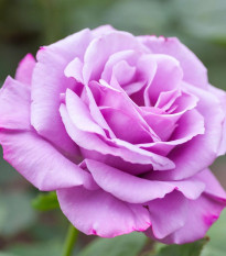 Ruža veľkokvetá kríčková fialová - Rosa - voľnokorenné sadeničky ruží - 1 ks