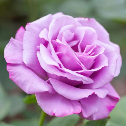 Ruža veľkokvetá kríčková fialová - Rosa - voľnokorenné sadeničky ruží - 1 ks