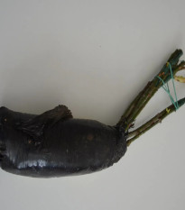 Ruža veľkokvetá kríčková fialová - Rosa - voľnokorenné sadeničky ruží - 1 ks