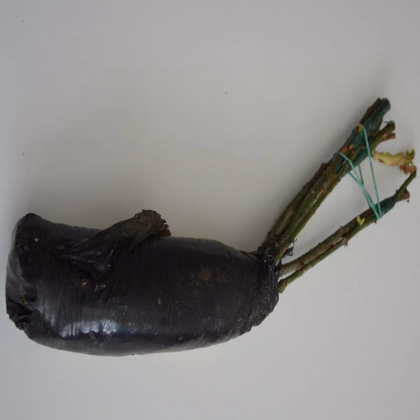 Ruža veľkokvetá kríková tmavočervená - Rosa - predaj jednoducho korenených sadeníc - 1 ks