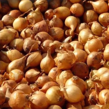 Cibuľa sadzačka Všetana - Allium cepa - predaj cibuliek - 500 g