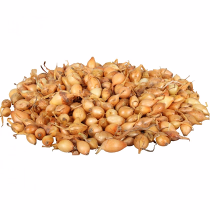 Cibuľa sadzačka Všetana - Allium cepa - predaj cibuliek - 500 g