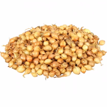 Cibuľa sadzačka Štutgart - Allium cepa - predaj cibule - 500 g