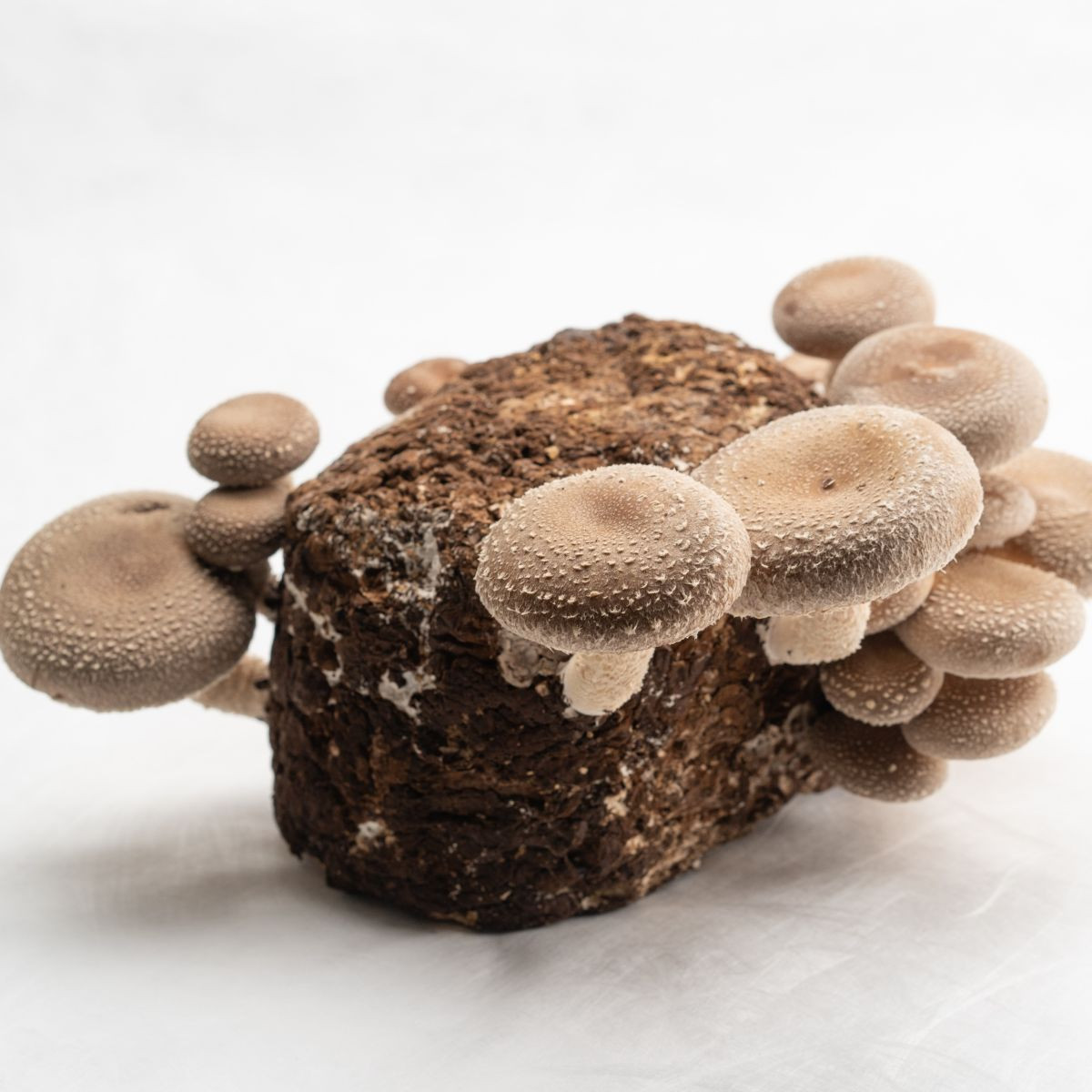 Shii take - Húževnatec jedlý - Lentinula edodes - sadba - predaj - 250 ml