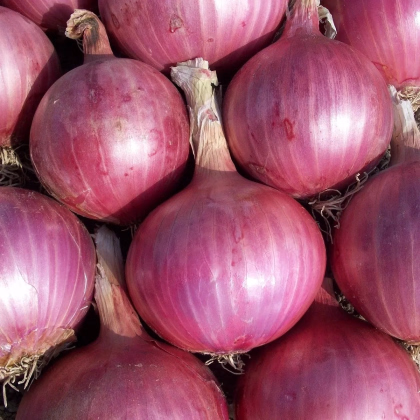 Cibuľa sadzačka Karmen - Allium cepa - predaj cibuliek - 500 g