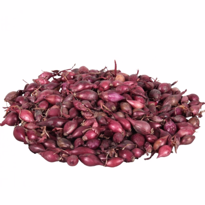 Cibuľa sadzačka Karmen - Allium cepa - predaj cibuliek - 500 g