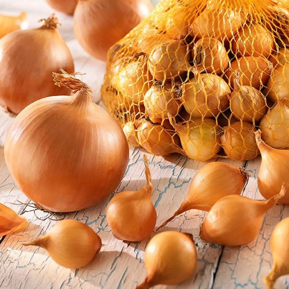 Cibuľa sadzačka Štutgart - Allium cepa - predaj cibuliek - 250 g