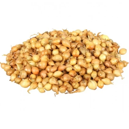 Cibuľa sadzačka Štutgart - Allium cepa - predaj cibuliek - 250 g