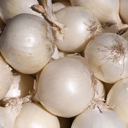 Cibuľa sadzačka Snowball - Allium cepa - predaj cibuliek - 500 g