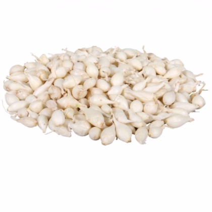 Cibuľa sadzačka Snowball - Allium cepa - predaj cibuliek - 250 g