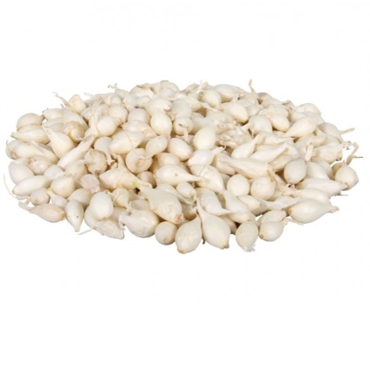 Cibuľa sadzačka Snowball - Allium cepa - predaj cibuliek - 250 g