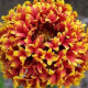 Kokarda jednoduchá Sundance - Gaillardia pulchella - ssemiačka - 0,1 g