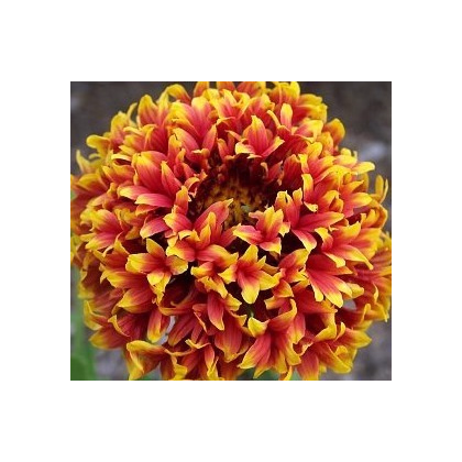 Kokarda jednoduchá Sundance - Gaillardia pulchella - ssemiačka - 0,1 g