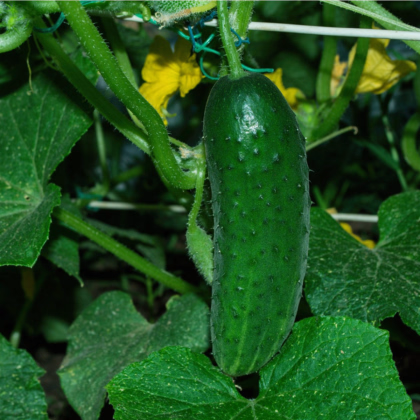 Uhorka Najada F1 - Cucumis sativus - predaj semien - 15 ks