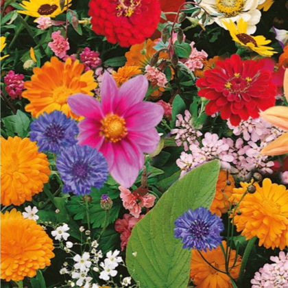 Zmes farebných kvetov - predaj výsevných pásikov - 5 m