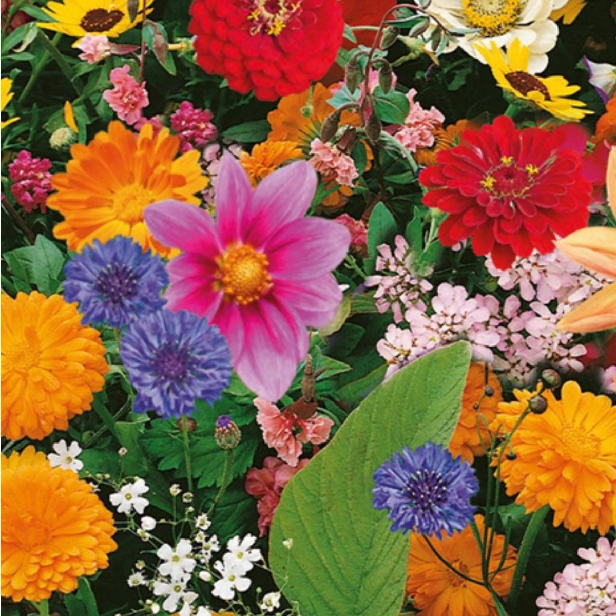 Zmes farebných kvetov - predaj výsevných pásikov - 5 m