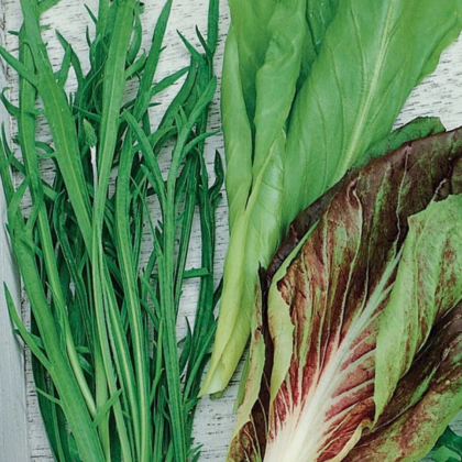 Semená talianskych šalátov - predaj výsevných pásikov - 5 m