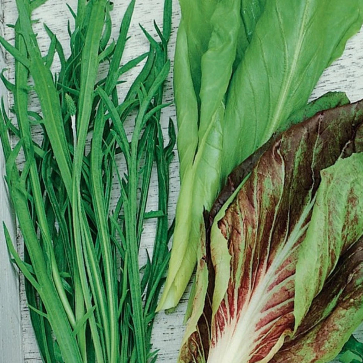 Semená talianskych šalátov - predaj výsevných pásikov - 5 m