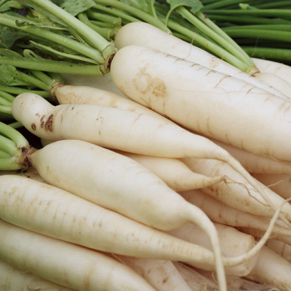 Semená bielej reďkovky Rex - predaj výsevných pásik - 5 m