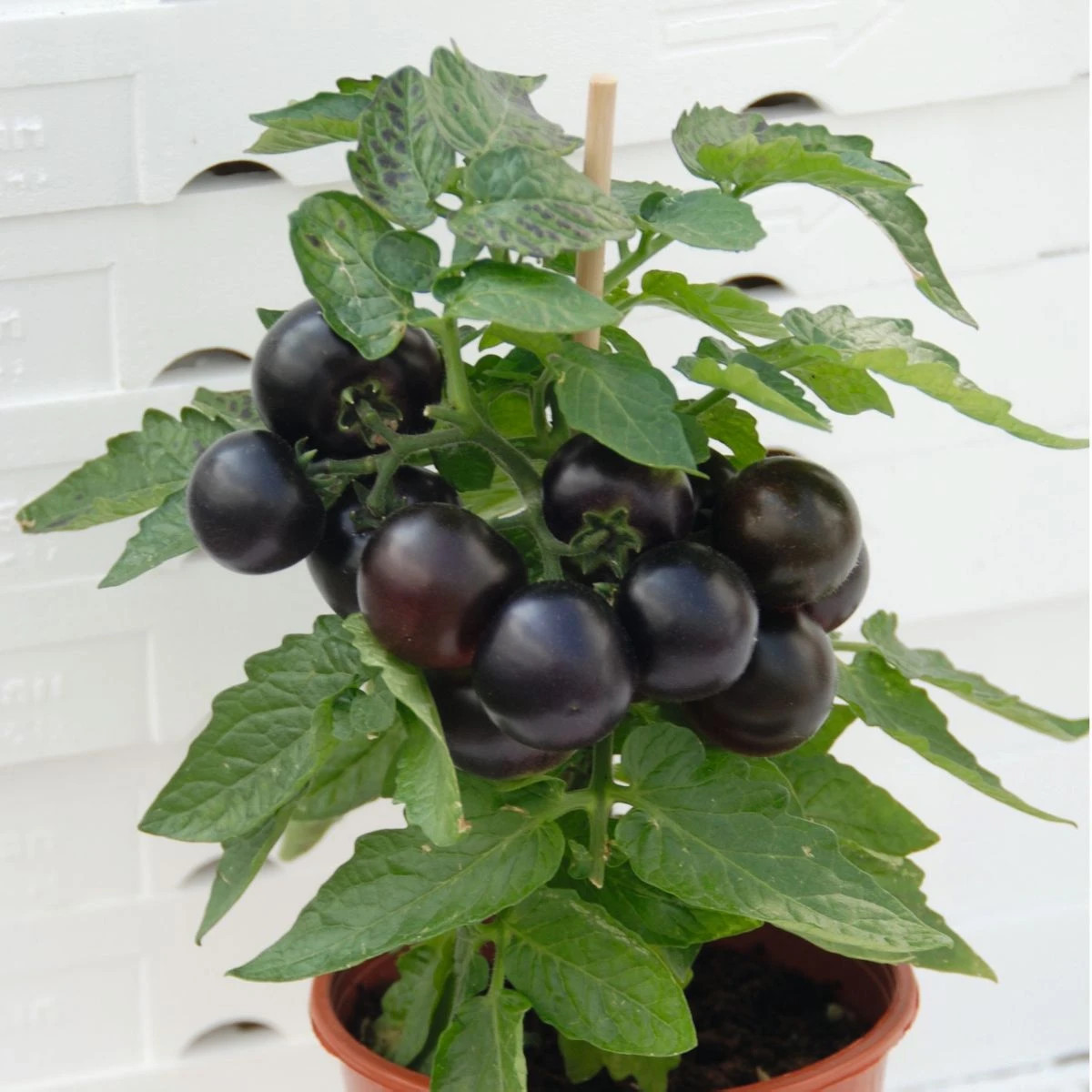 Paradajka balkónová Purpleboy F1 - Solanum lycopersicum - predaj semien - 6 ks