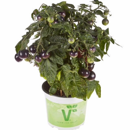Paradajka balkónová Purpleboy F1 - Solanum lycopersicum - predaj semien - 6 ks