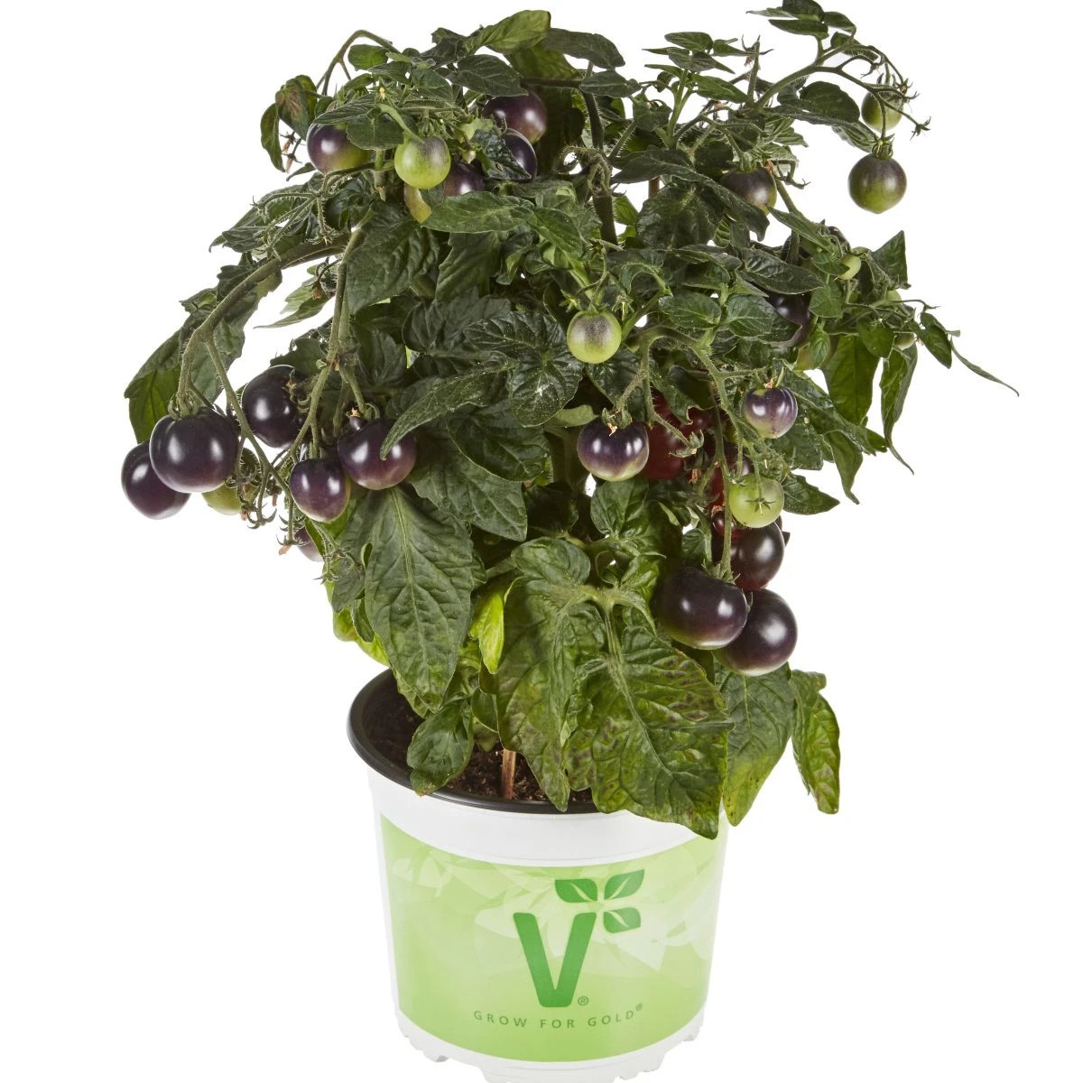 Paradajka balkónová Purpleboy F1 - Solanum lycopersicum - predaj semien - 6 ks