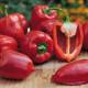 Paprika Almira Midi Red F1 - Capsicum annuum - predaj semien - 5 ks