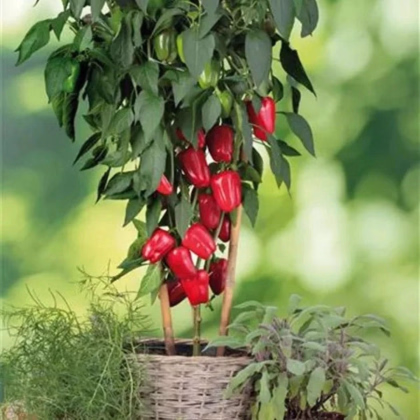 Paprika Almira Midi Red F1 - Capsicum annuum - predaj semien - 5 ks