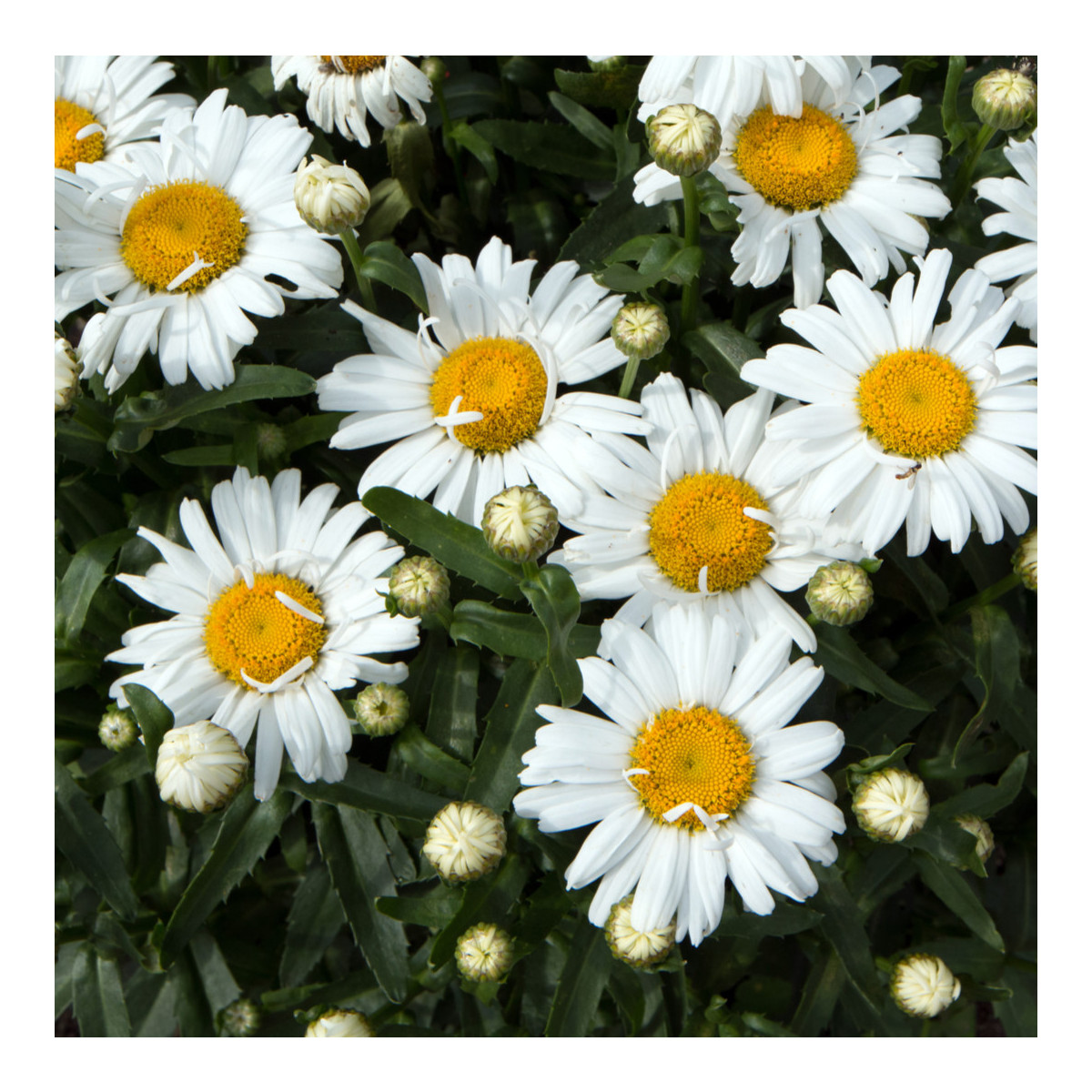 Margaréta biela hviezda z Antverp - Chrysanthemum leucanthemum max. - semiačka - 0,4 g