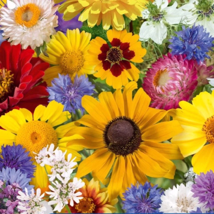 Kvetinová zmes - Letné kvetinové kúzlo - predaj semien - 1 ks